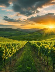 Naklejka premium Green Vineyard Rows at Sunset in Summer