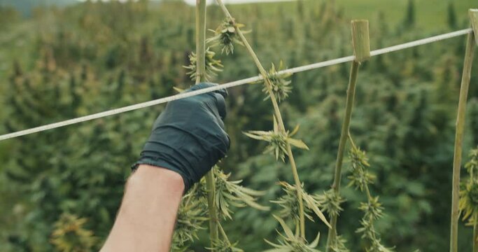 Cannabis plants during harvest - Medicinal Marihuana, CBD production in Austria