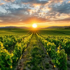 Fototapeta premium Green Vineyard Rows at Sunset in Summer