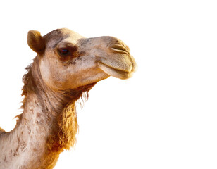 A camel head shot, white background.