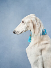 A Saluki dog graces the frame with its slender profile, adorned with a blue collar, against a soft blue background.
