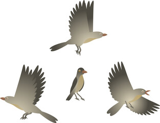 Vector color illustration of oxpeckers. African wild oxpecker bird isolated on white background. Sitting and flying small birds in different poses.