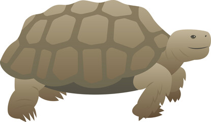 Vector color illustration of wild animal. Old big turtle standing. Reptile isolated on white background. Wildlife clipart.