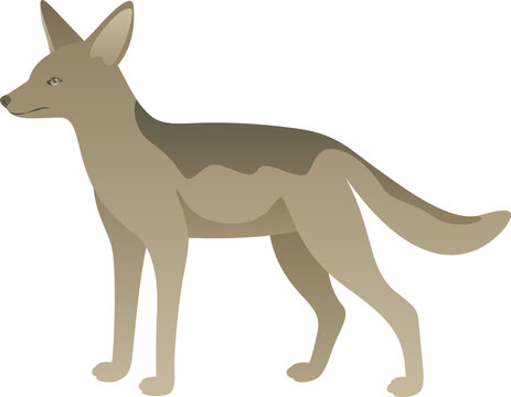 Vector color illustration of jackal standing. African wild predatory animal isolated on white background. Wildlife of Africa.