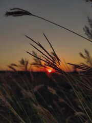 sunset in the field