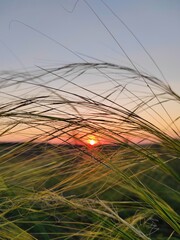 sunset in the field