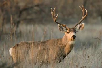 Zelfklevend Fotobehang deer in the wild © Gary