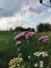 pink flowers on a meadow
