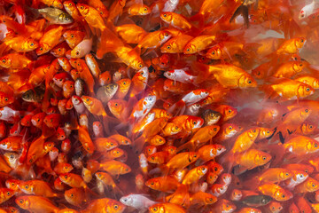 Obraz na płótnie Canvas Lots of goldfish in a Nowruz market in Esfahan, Iran