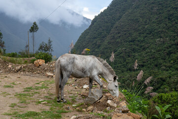 horse on the mountain