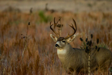 deer buck