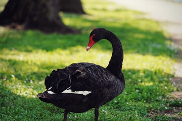 black swan on the grass