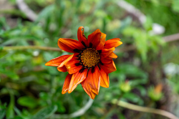 orange flower
