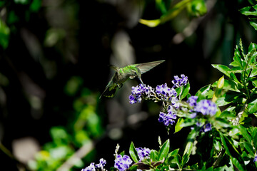 colibri 