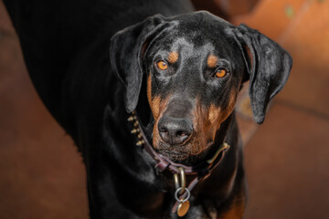perro doberman