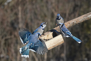 Blue  Jays getting territorial over food in winter forest

