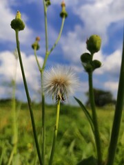 dandelion against sky