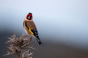 European goldfinch isolated on a thistle. Colorful bird whith red yellow black brown and white...