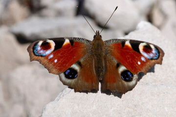 A Peacock butterfly on a stone. Aglais io. Winter time. Sunny day.