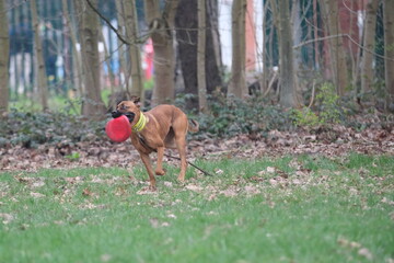 Un chien qui joue au frisbee dans un parc