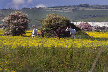 Walking in East Sussex, England, in spring, horses in a buttercup field and Lewes castle in the background © veronique
