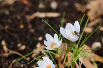 Wiosenny kwiat - krokus i mucha. Wiosna i owady, kwiaty. Park z kwiatami wiosennymi
