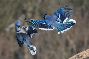Blue Jays in winter fighting over food