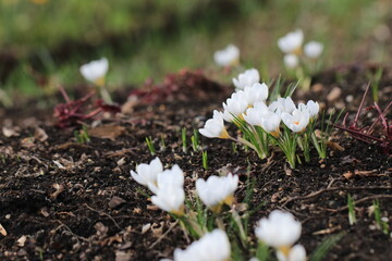 Białe krokusy kwitnące na wiosnę. Wiosna w ogrodzie i parku. kwitnące kwiaty