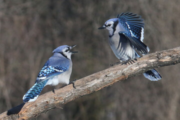 Blue Jays fighting over food in winter