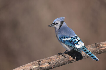 Blue Jays fighting over food in winter
