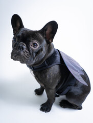 dog in halloween costume