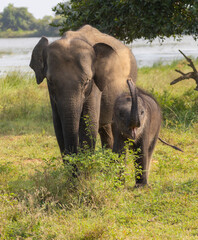 Naklejka na ściany i meble Baby elephant standing next to its mother raising its trunk to blow dust in natural native habitat, Yala National Park, Sri Lanka
