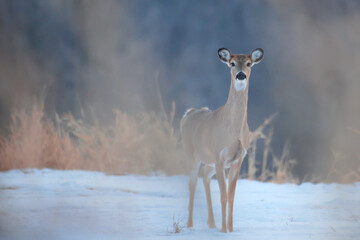 deer in the snow