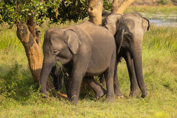 Herd of elephants forage for food under a tree in natural native habitat, Yala National Park, Sri Lanka