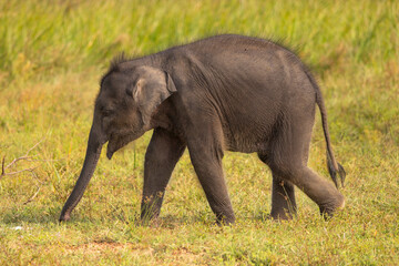 Baby elephant grazes for food in natural native habitat, Yala National Park, Sri Lanka