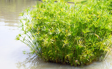Aquatic umbrella plant (Cyperus alternifolius) in pond