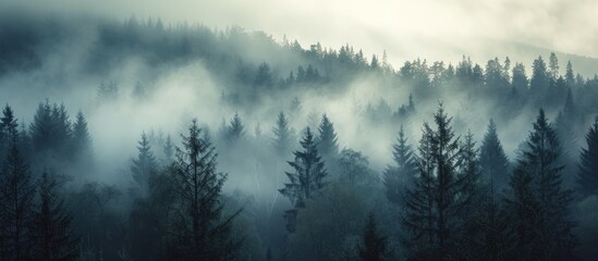 A misty forest filled with numerous spruce trees, as the morning fog blankets the landscape. - obrazy, fototapety, plakaty