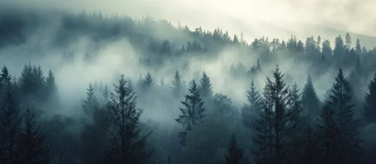 Afwasbaar Fotobehang Mistige ochtendstond A misty forest filled with numerous spruce trees, as the morning fog blankets the landscape.