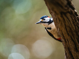 Male of Great Spotted Woodpecker, Dendrocopos major, bird in forest at winter sun