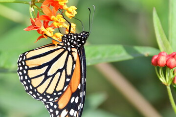 MARIPOSA