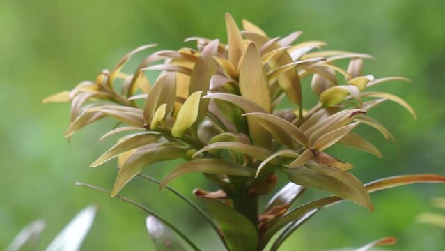 Agathis robusta (Dundathu pine, kauri pine, Queensland kauri, Australian kauri). This tree produces a high quality timber which was used for a variety of purposes such as cabinetmaking, joinery