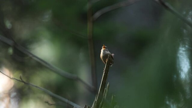A mousy little bird, the Eurasian wren perched on a dead tree and singing on a spring evening in Estonian boreal forest, Northern Europe	