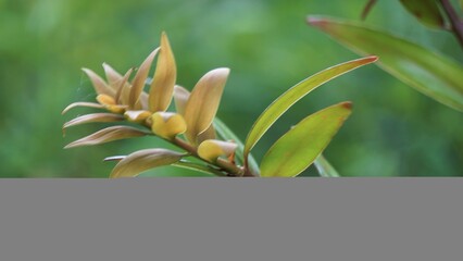Agathis robusta (Dundathu pine, kauri pine, Queensland kauri, Australian kauri). This tree produces a high quality timber which was used for a variety of purposes such as cabinetmaking, joinery