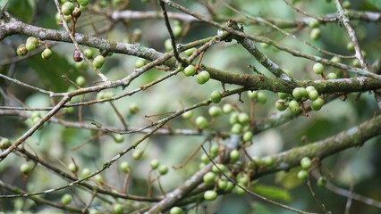 Aporusa lindleyana. The tree is harvested from the wild for medicinal purpose and for its edible fruits. The smooth, globose, translucent flesh of the fruit has a refreshing sweet