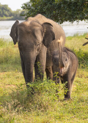 Naklejka na ściany i meble Baby elephant standing next to its mother raising its trunk to blow dust in natural native habitat, Yala National Park, Sri Lanka