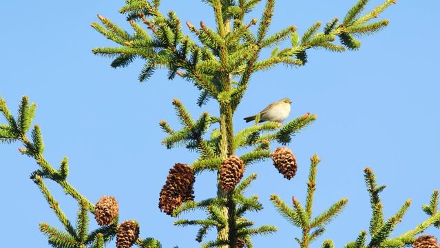 Willow warbler singing on a windy spring evening in a coniferous forest in Estonia, Northern Europe