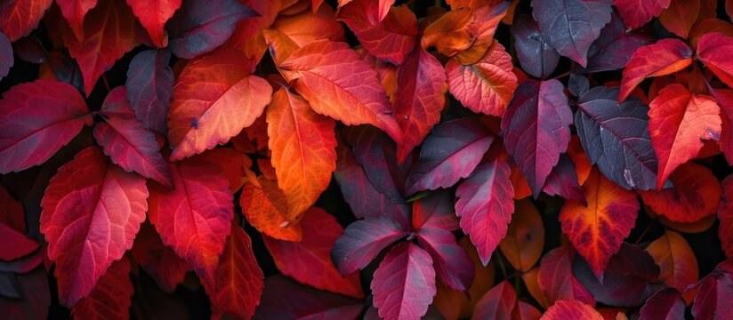 This photo showcases a close-up view of a bunch of vibrant autumn leaves, specifically Parthenocissus quinquefolia or Virginia creeper, a flowering plant in the Vitaceae family, against a nature motif
