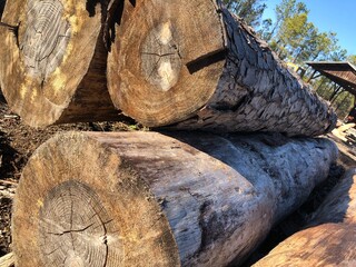 Stack of logs at mill © LeahSteed