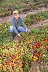 Fototapeta premium Frustrated male farmer checking tomatoes on field damaged after thunderstorm and massive rain