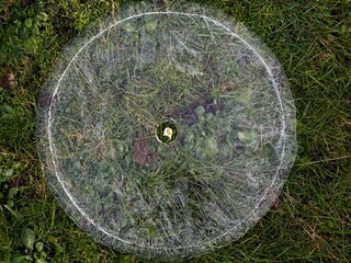 Ice disk on the grass